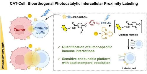 化学学院陈鹏 樊新元团队开发生物正交光催化的细胞互作定量标记技术cat cell